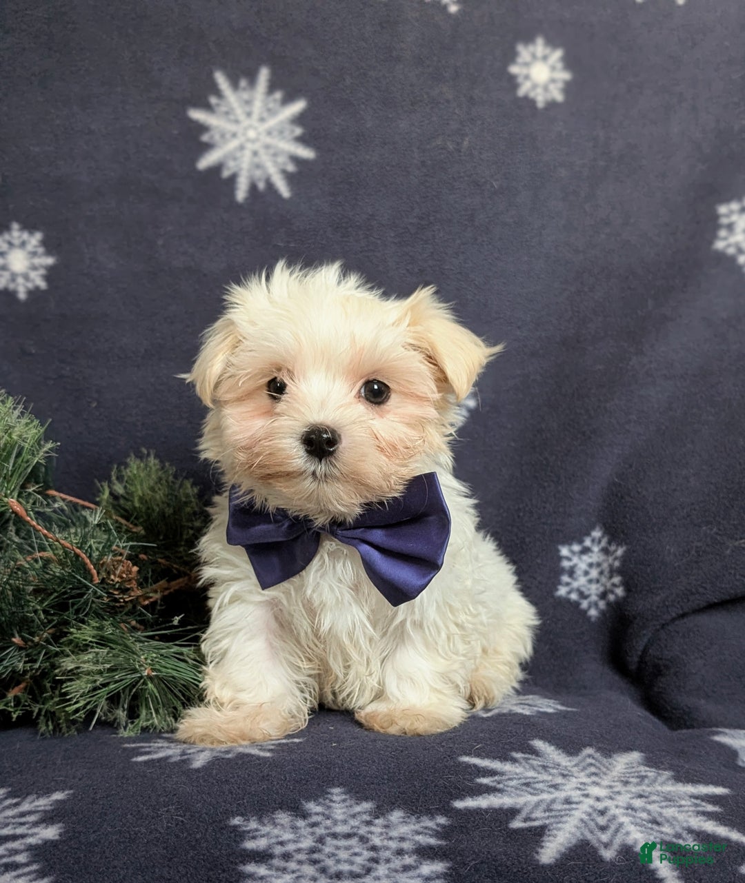 Maltese dogs for sale: Augustus 7 lbs Full Grown - Ad 3