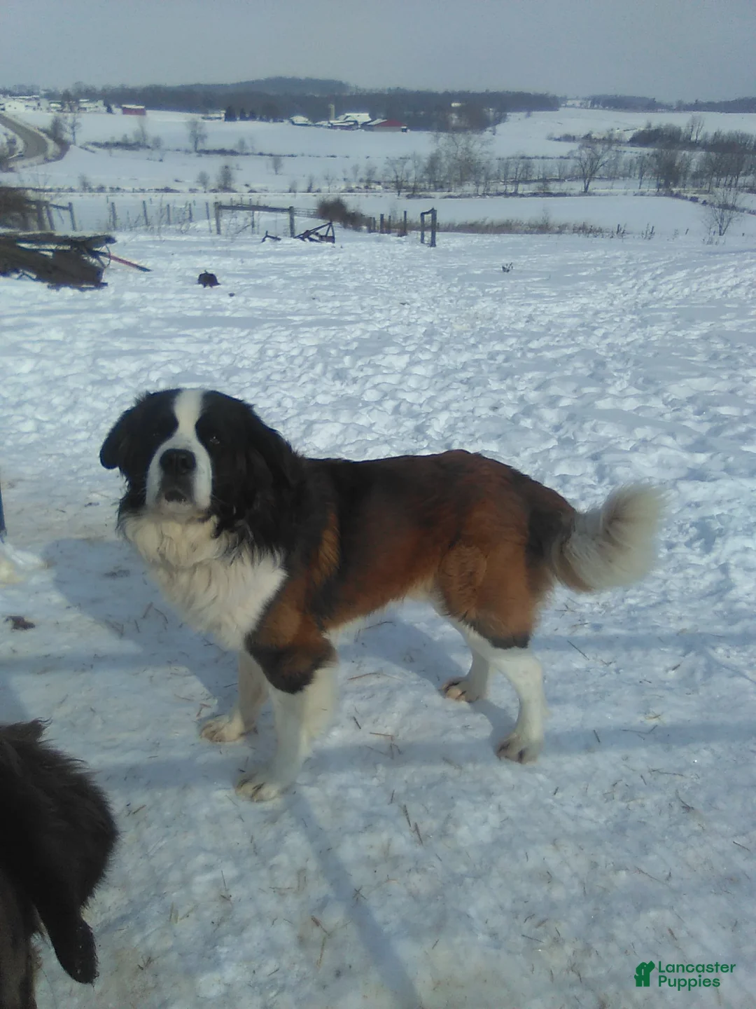 Saint Bernard dogs for sale: MARSHEL - Ad 8