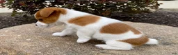Jack Russell Terrier dogs for sale: Dellie - Ad 3