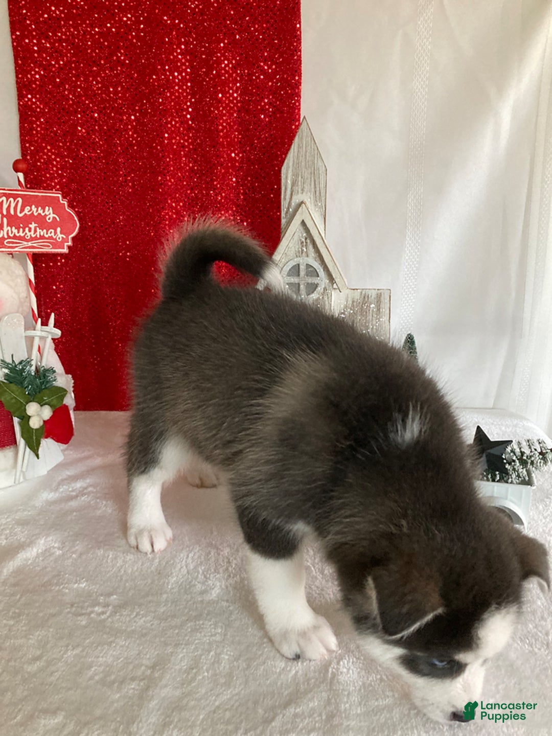 Pomsky dogs for sale: Max - Ad 3