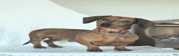 Miniature Dachshund dogs for sale: Tessa - Ad 11