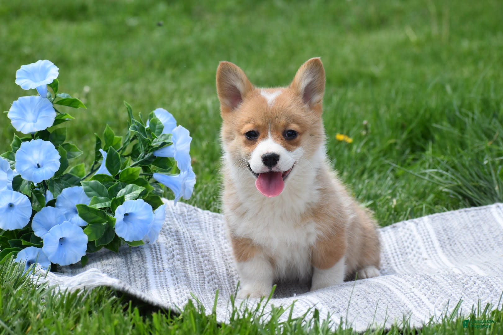 Welsh Corgi Pembroke dogs Macey - Ad 28