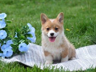 Welsh Corgi Pembroke dogs Macey - Ad 23