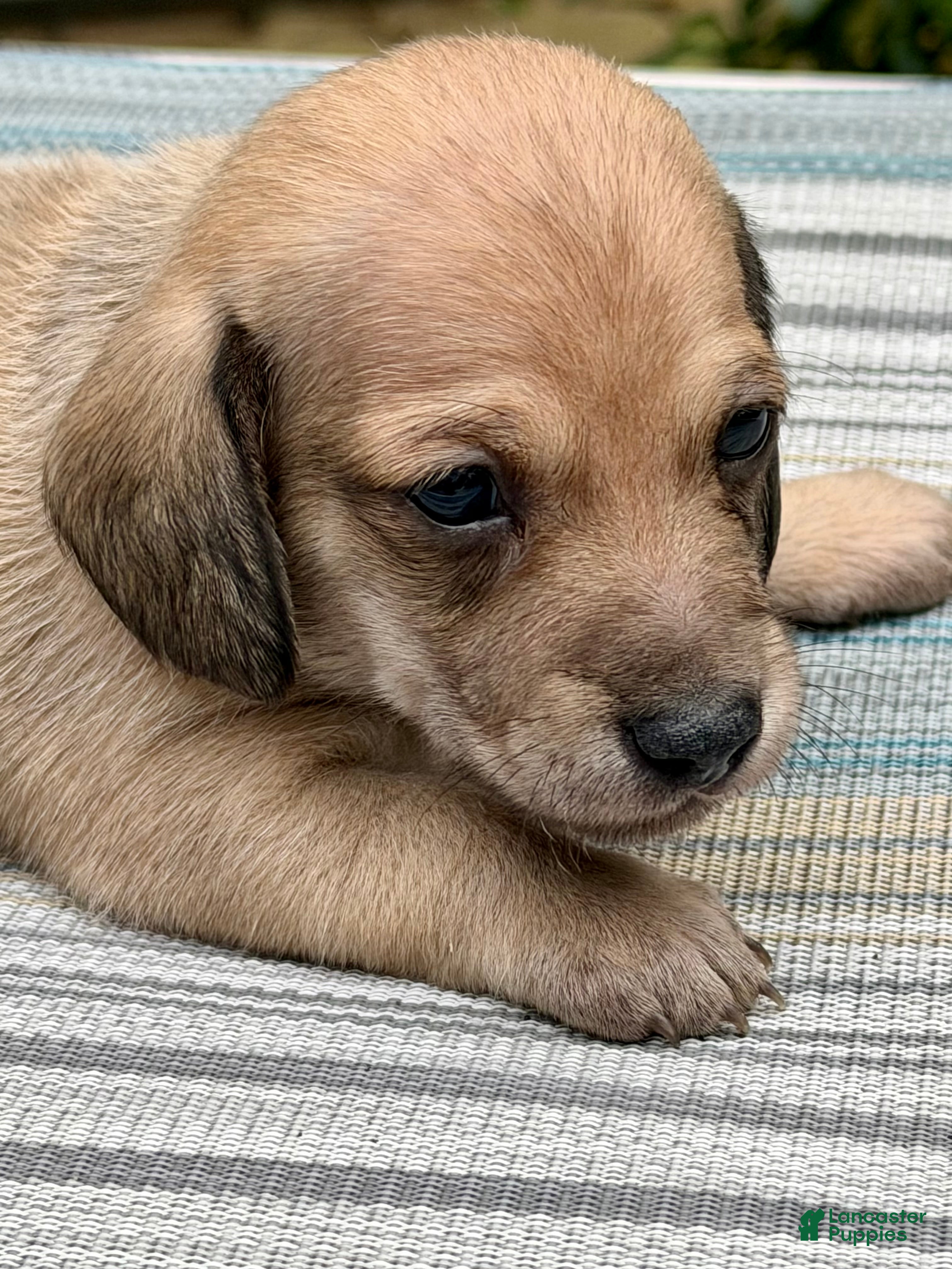 Dachshund dogs Dachshund 2 - Ad 1