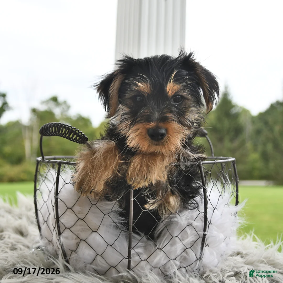 Morkie dogs for sale: Pumpkin - Ad 1