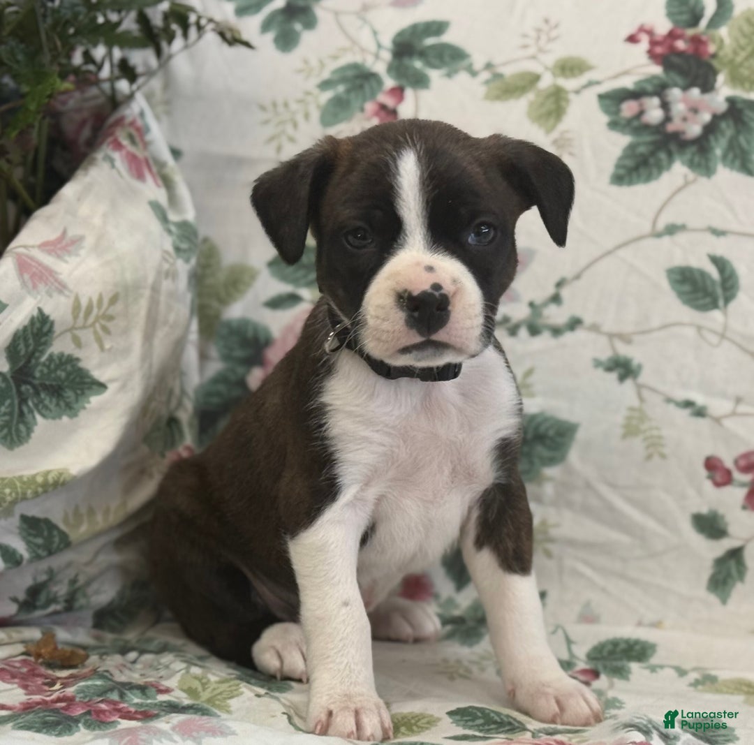 Mixed Breed dogs for sale: Misty - Ad 4