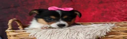 Welsh Corgi Pembroke dogs for sale: Annabelle🎀 - Ad 14