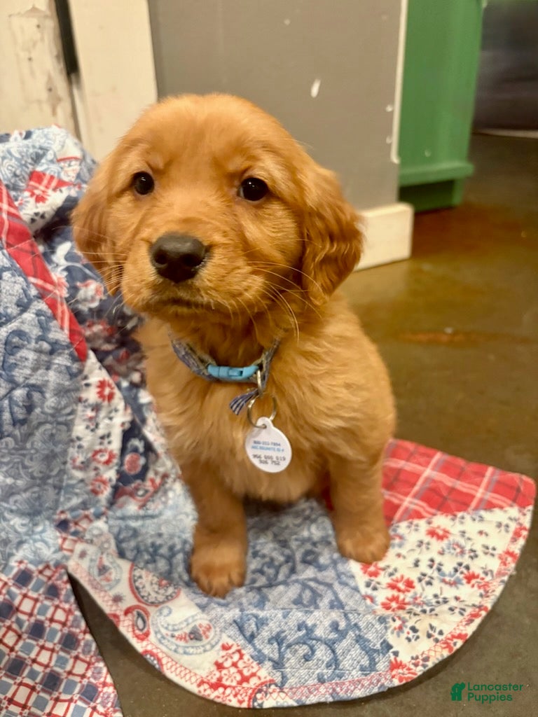 Golden Retriever dogs Sage - Ad 5