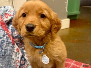 Golden Retriever dogs Sage - Ad 5