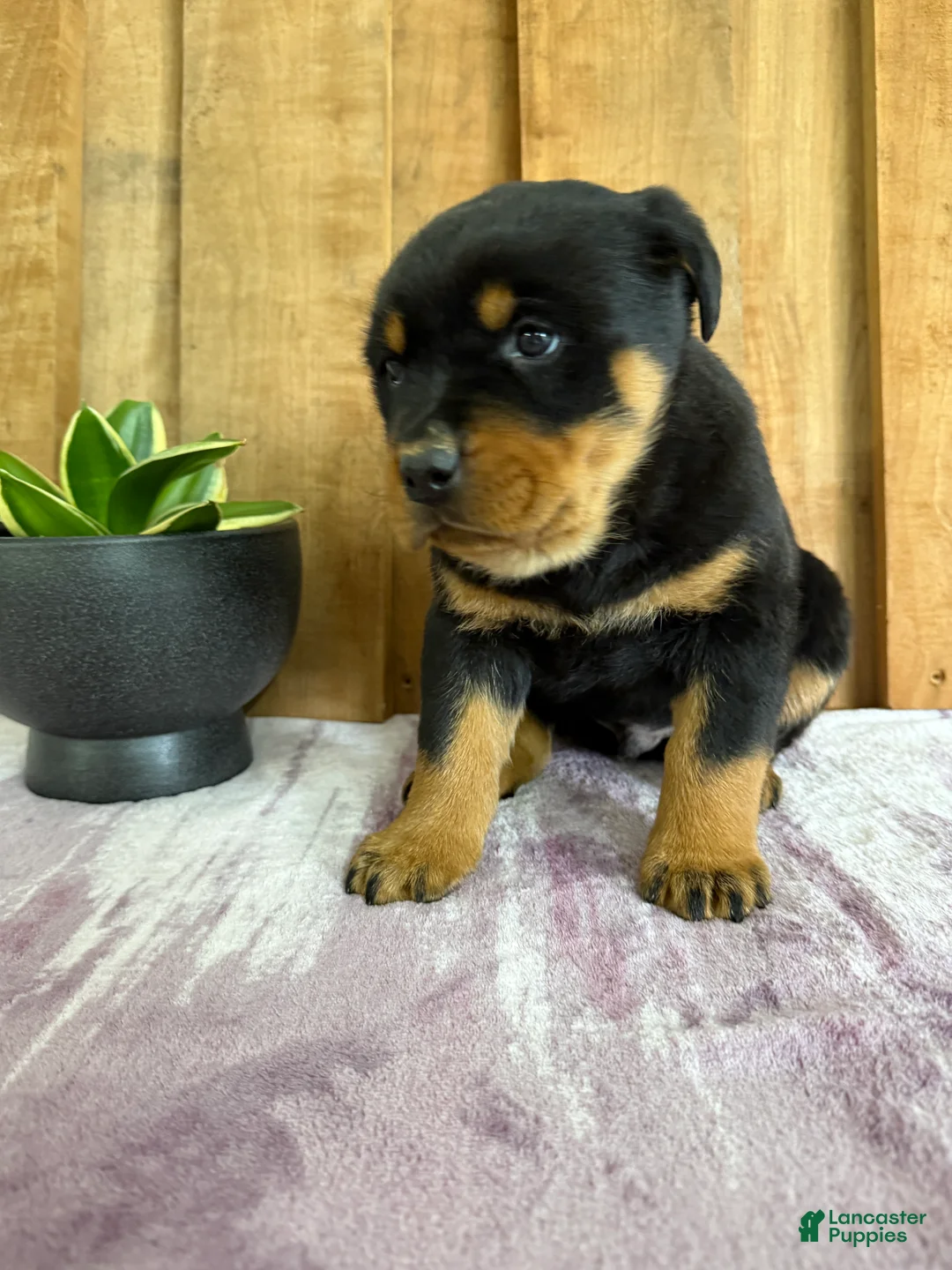 Rottweiler dogs for sale: Lucas - Ad 14