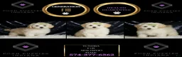 Maltipoo dogs for sale: Tundra - Ad 6