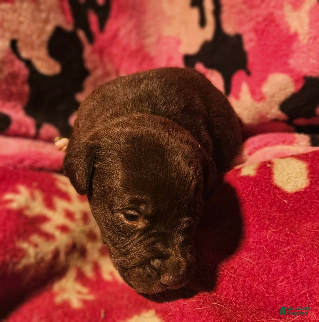 Border Collie dogs for sale: Hook - Ad 12