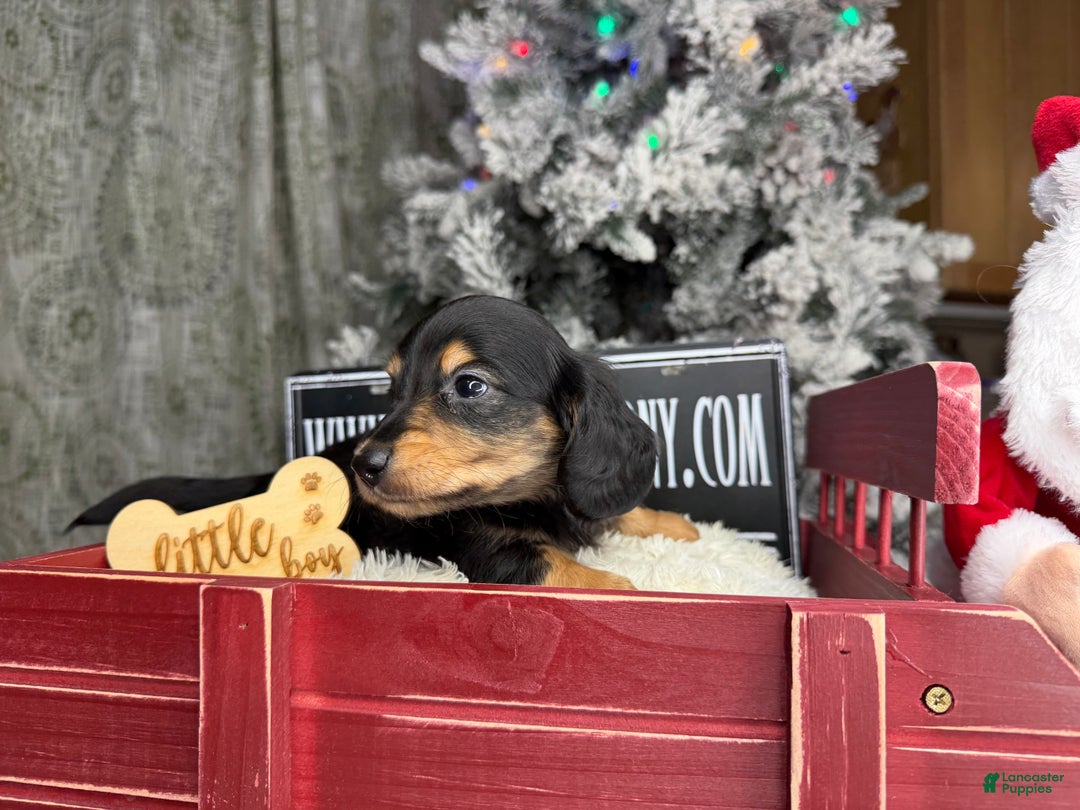 Miniature Dachshund dogs for sale: Import Akc PRA clear - Ad 11