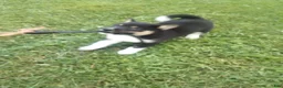 Shiba Inu dogs for sale: Shiba Inu 4 Freddy - Ad 3