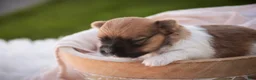 Havanese dogs for sale: Muffin Havanese  - Ad 3