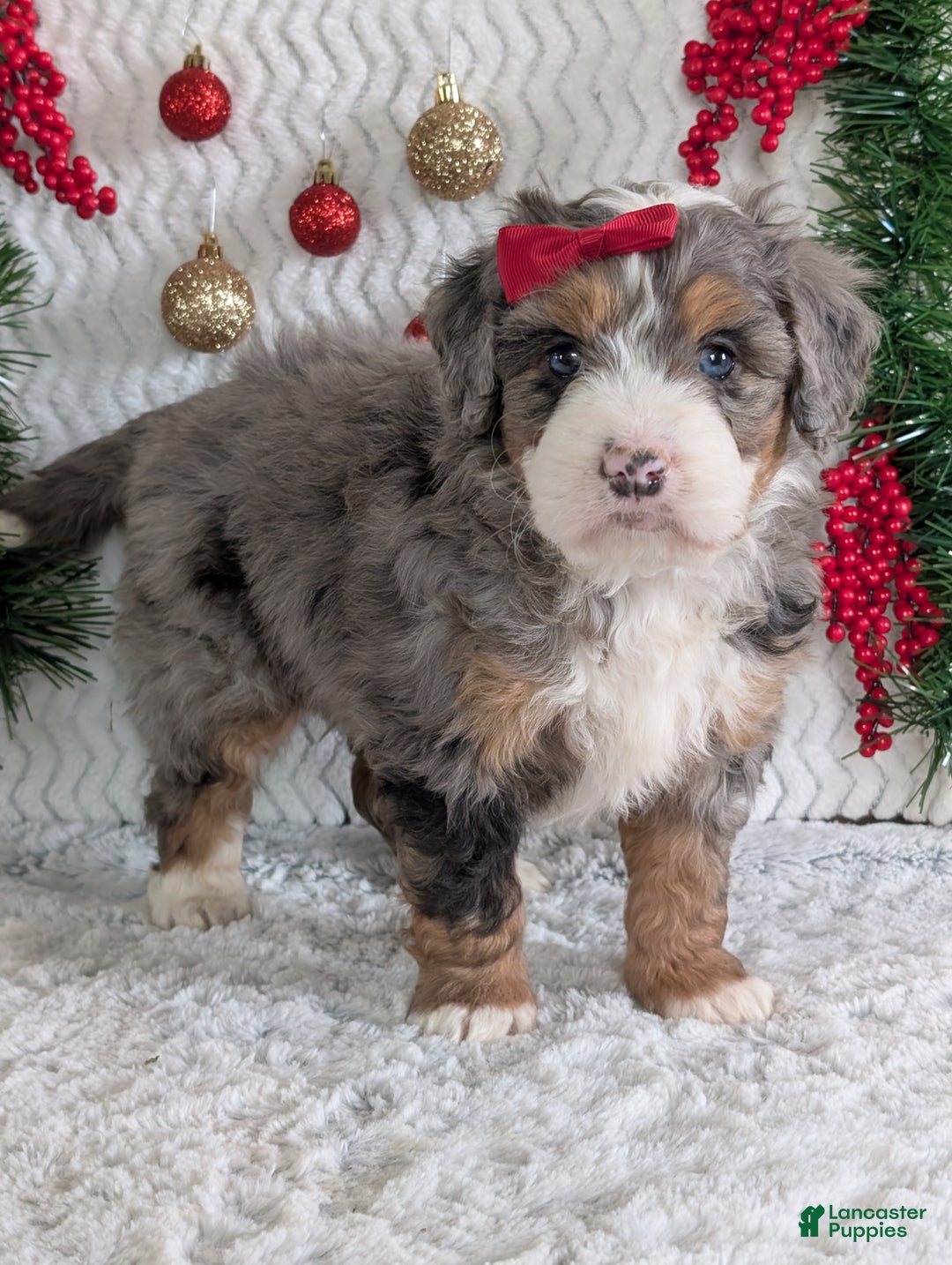 Mini Bernedoodle dogs for sale: Mini Niko  - Ad 39