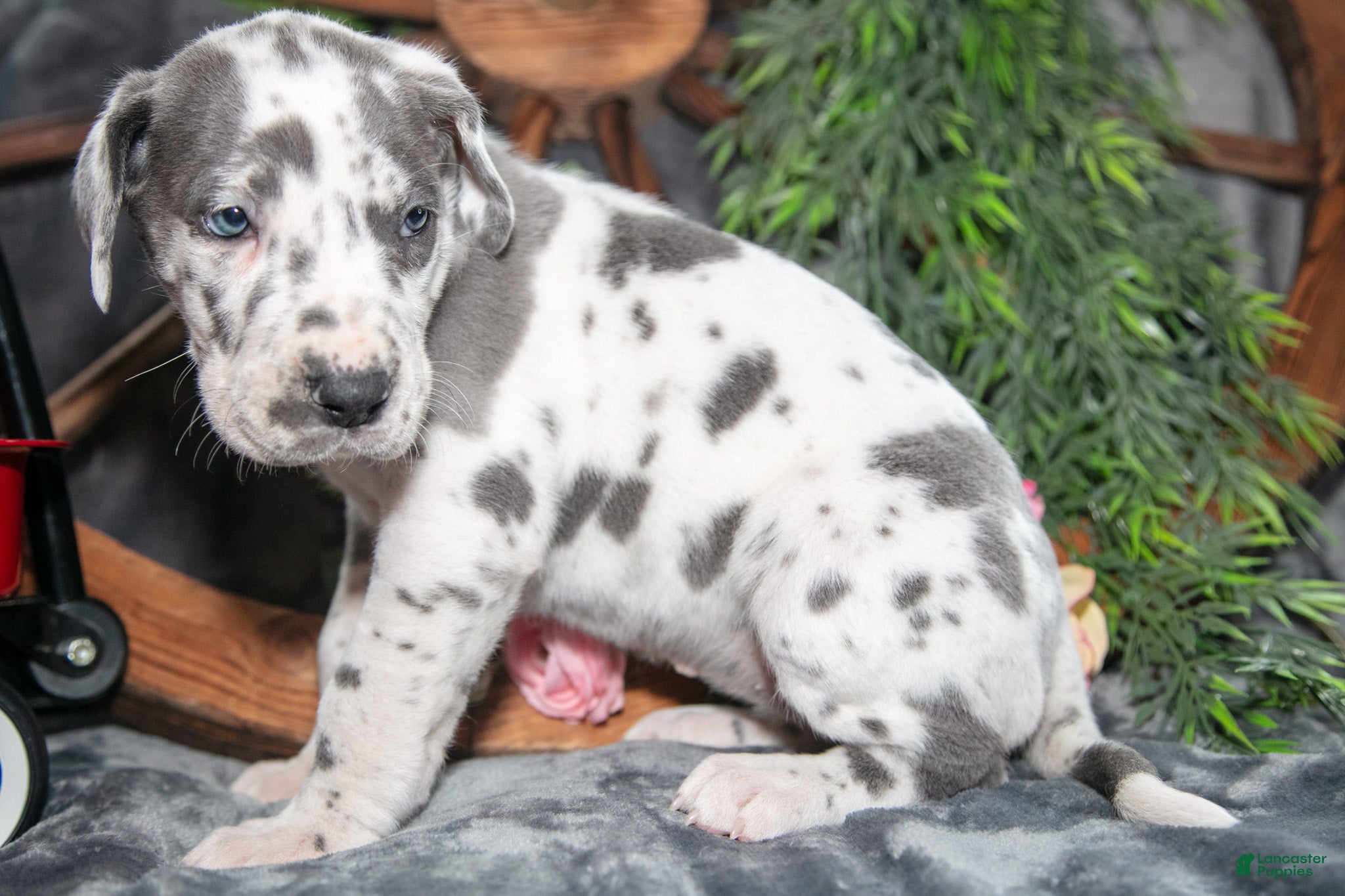 Great Dane dogs Holly - Ad 2