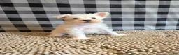 Miniature Schnauzer dogs for sale: Seth - Ad 5