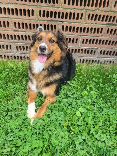 Australian Shepherd dogs for sale: Milo - Ad 10