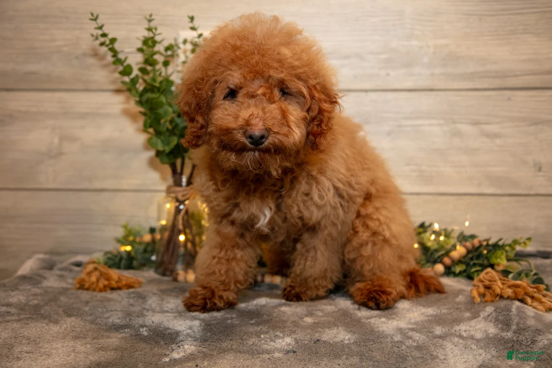 Mini Goldendoodle dogs for sale: Mario - Ad 1