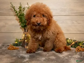 Mini Goldendoodle dogs for sale: Mario - Ad 2