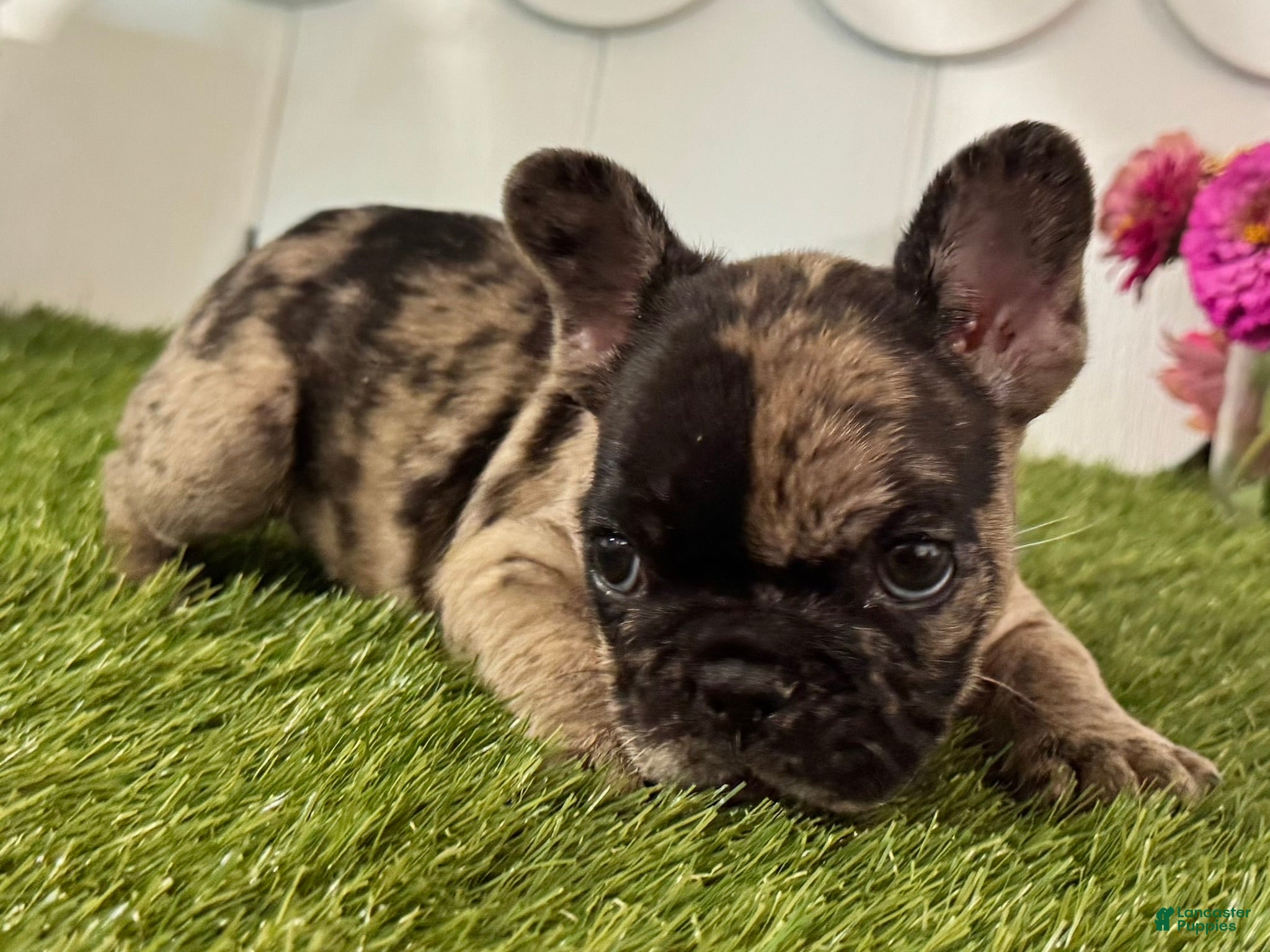 French Bulldog dogs Hank - Ad 2