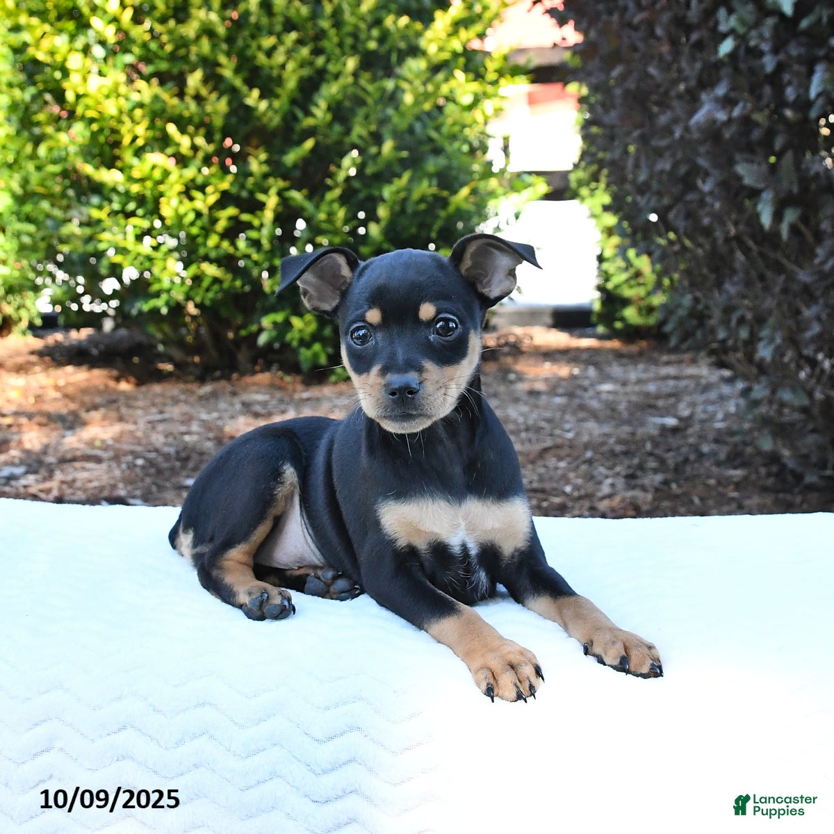 Bre Miniature Pinscher Puppies for sale Lancaster Puppies