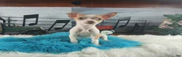 Chihuahua dogs for sale: Male teacup chihuahua.  Hand Delivery  - Ad 6