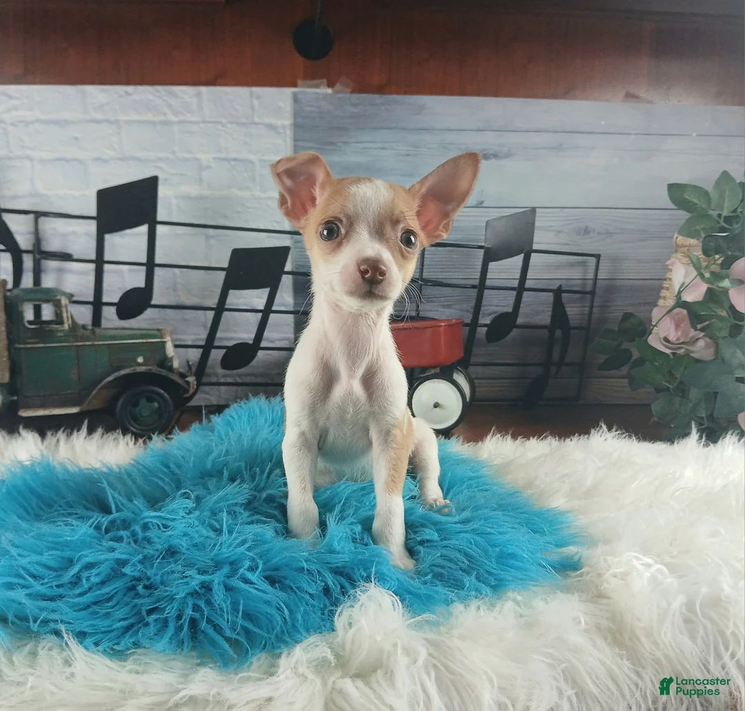 Chihuahua dogs for sale: Male teacup chihuahua.  Hand Delivery  - Ad 2