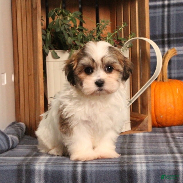 Teddy Bear dogs Franklin - Ad 1