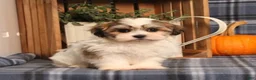 Teddy Bear dogs for sale: Franklin - Ad 1