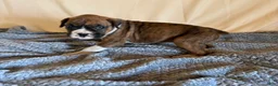 Boxer dogs for sale: Boxer Puppy 3 - Ad 2