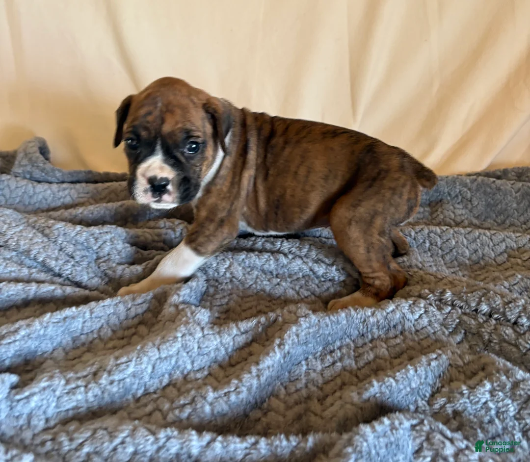 Boxer dogs for sale: Boxer Puppy 3 - Ad 2