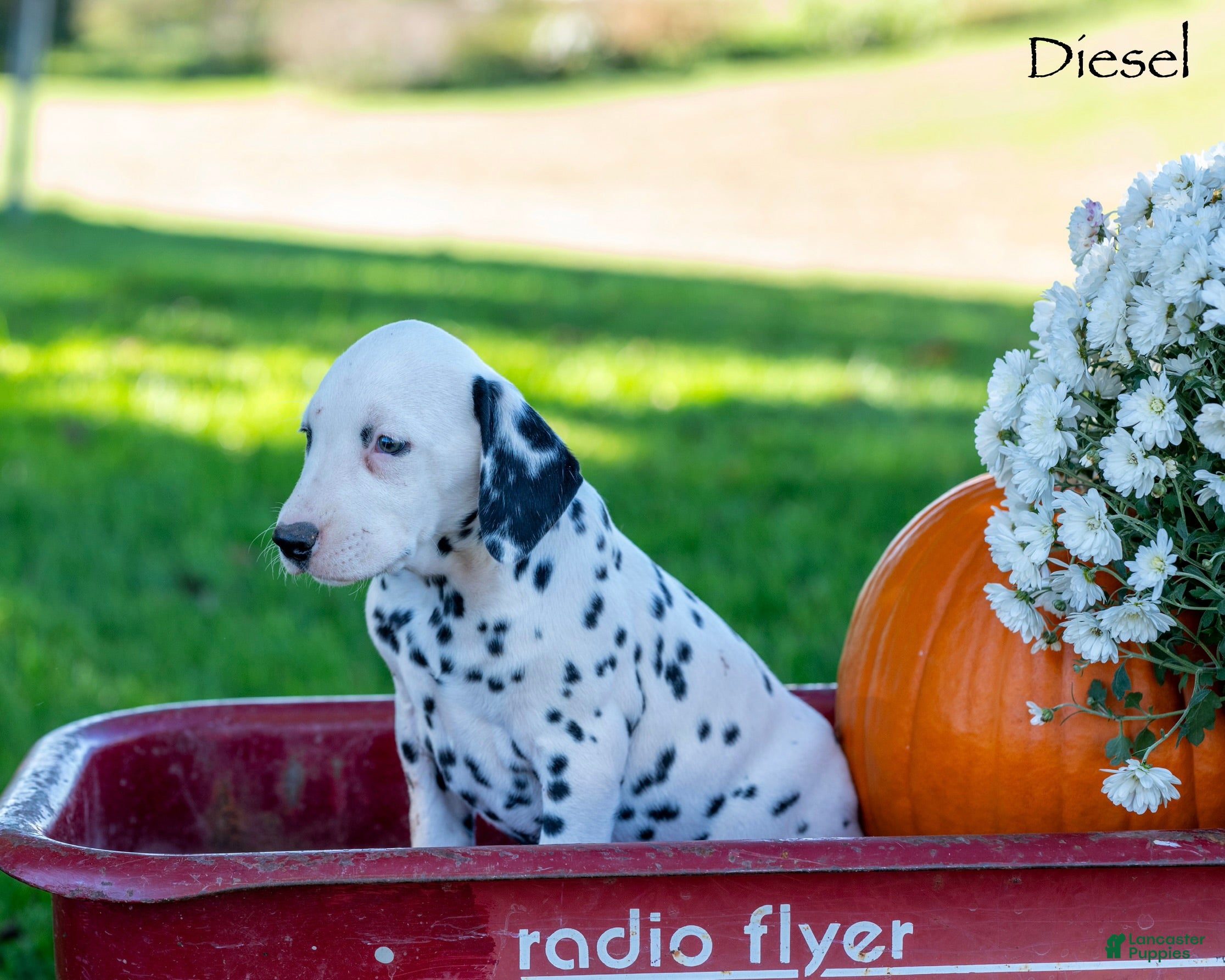 Dalmatian dogs Deisel - Ad 2