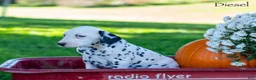 Dalmatian dogs for sale: Deisel - Ad 2