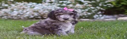 Newfypoo dogs for sale: Ally - Ad 3