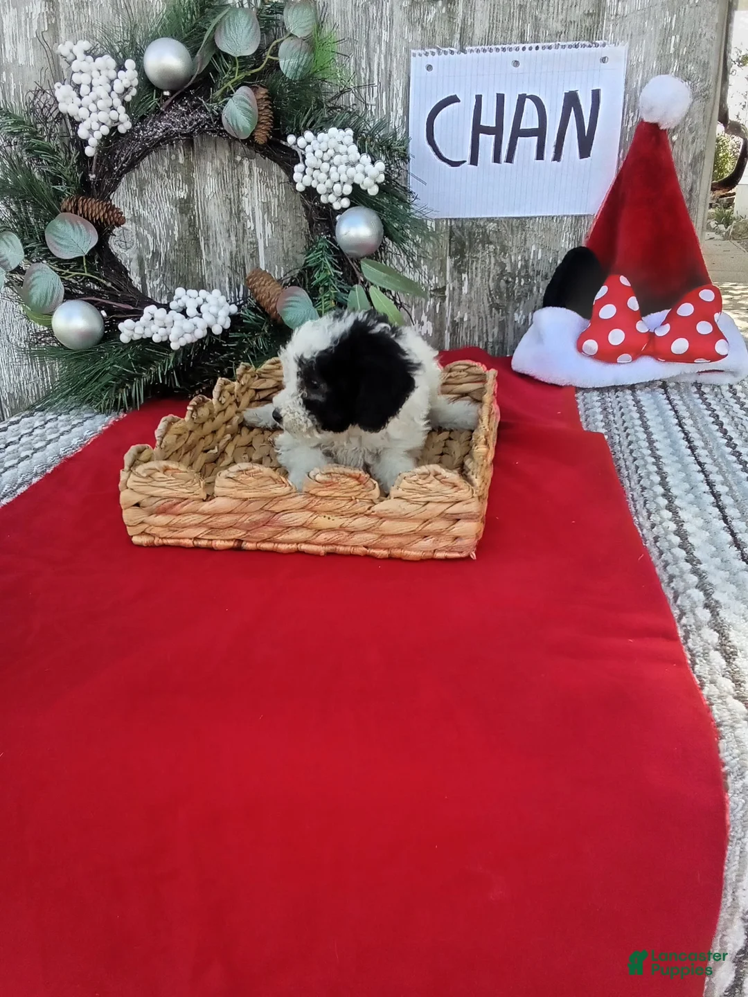 Bernedoodle dogs for sale: Bernedoodle 2 - Ad 5
