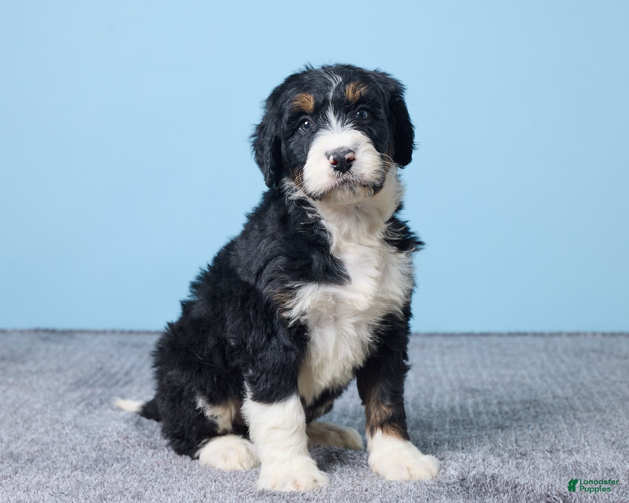 Bernedoodle dogs Holly - Ad 27
