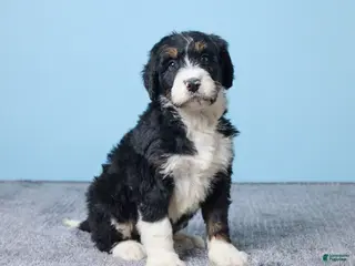 Bernedoodle dogs Holly - Ad 27