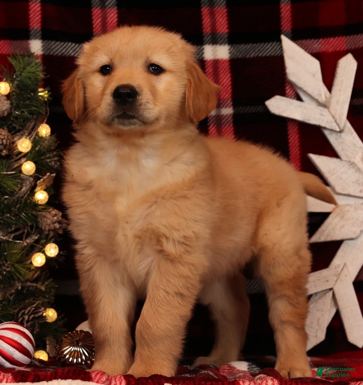 Golden Retriever dogs Donner - Ad 31