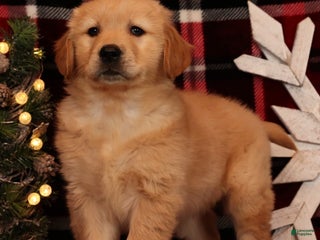 Golden Retriever dogs Donner - Ad 36