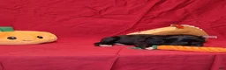 Cocker Spaniel dogs for sale: Julia - Ad 3
