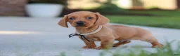 Miniature Dachshund dogs for sale: Bentley - Ad 6