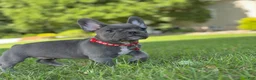 French Bulldog dogs for sale: Fifi - Ad 5