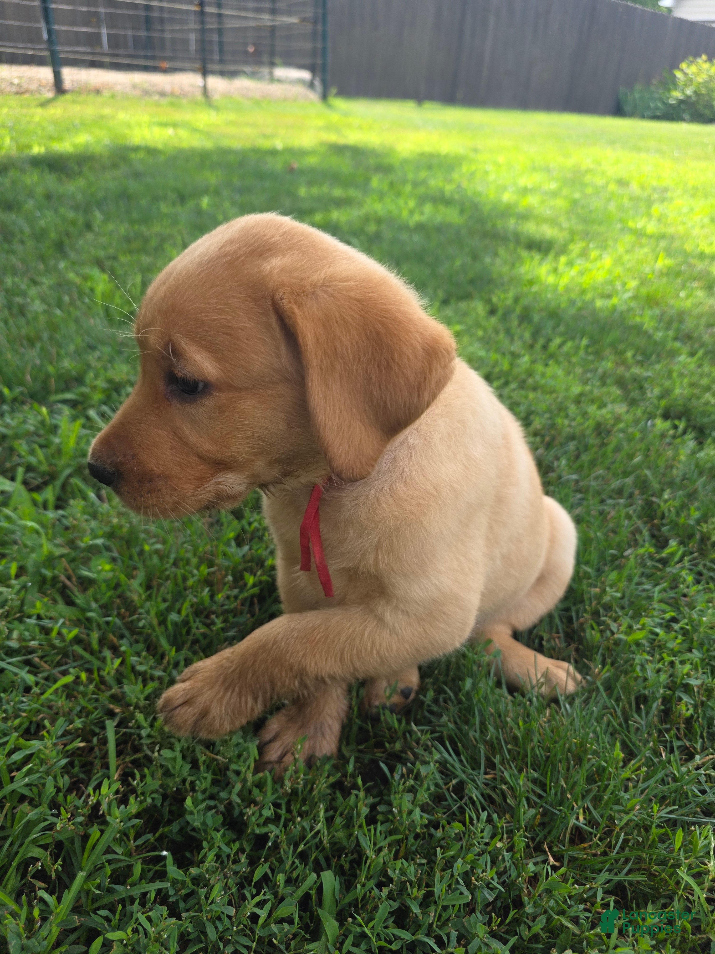 Labrador Retriever dogs Helen ♥️ Fox Red English Lab  - Ad 2