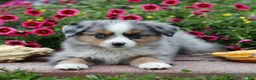 Miniature Australian Shepherd dogs for sale: Lee - Ad 4