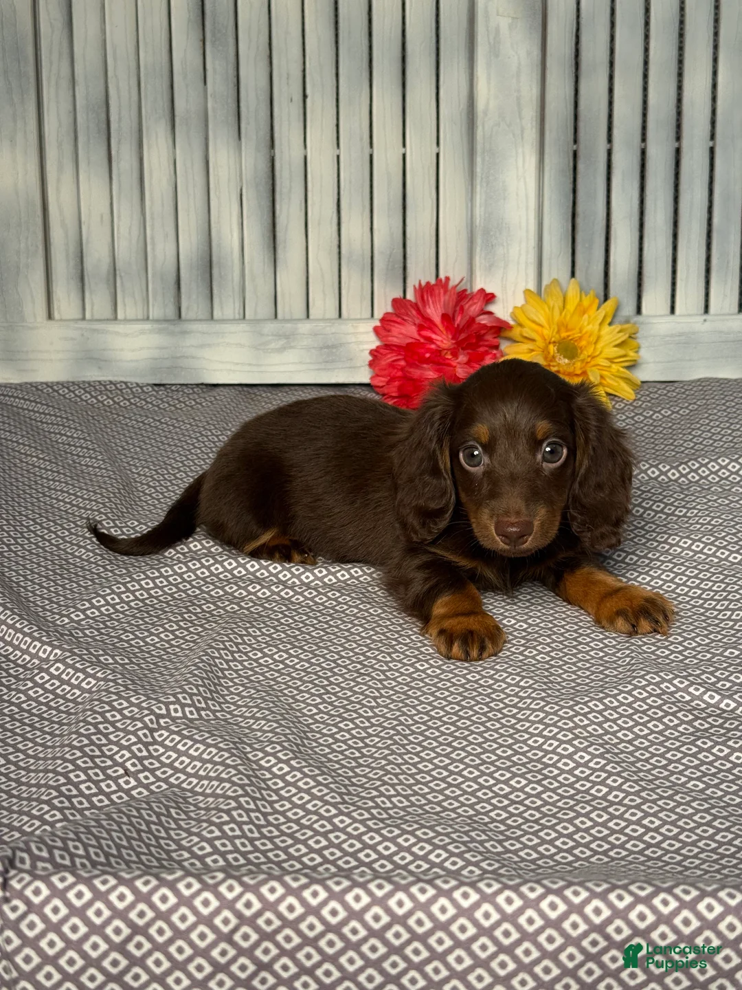 Miniature Dachshund dogs for sale: Brandon - Ad 2