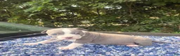 American Bully dogs for sale: C2 - Ad 3
