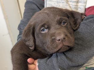 Labrador Retriever dogs Moose - Ad 26