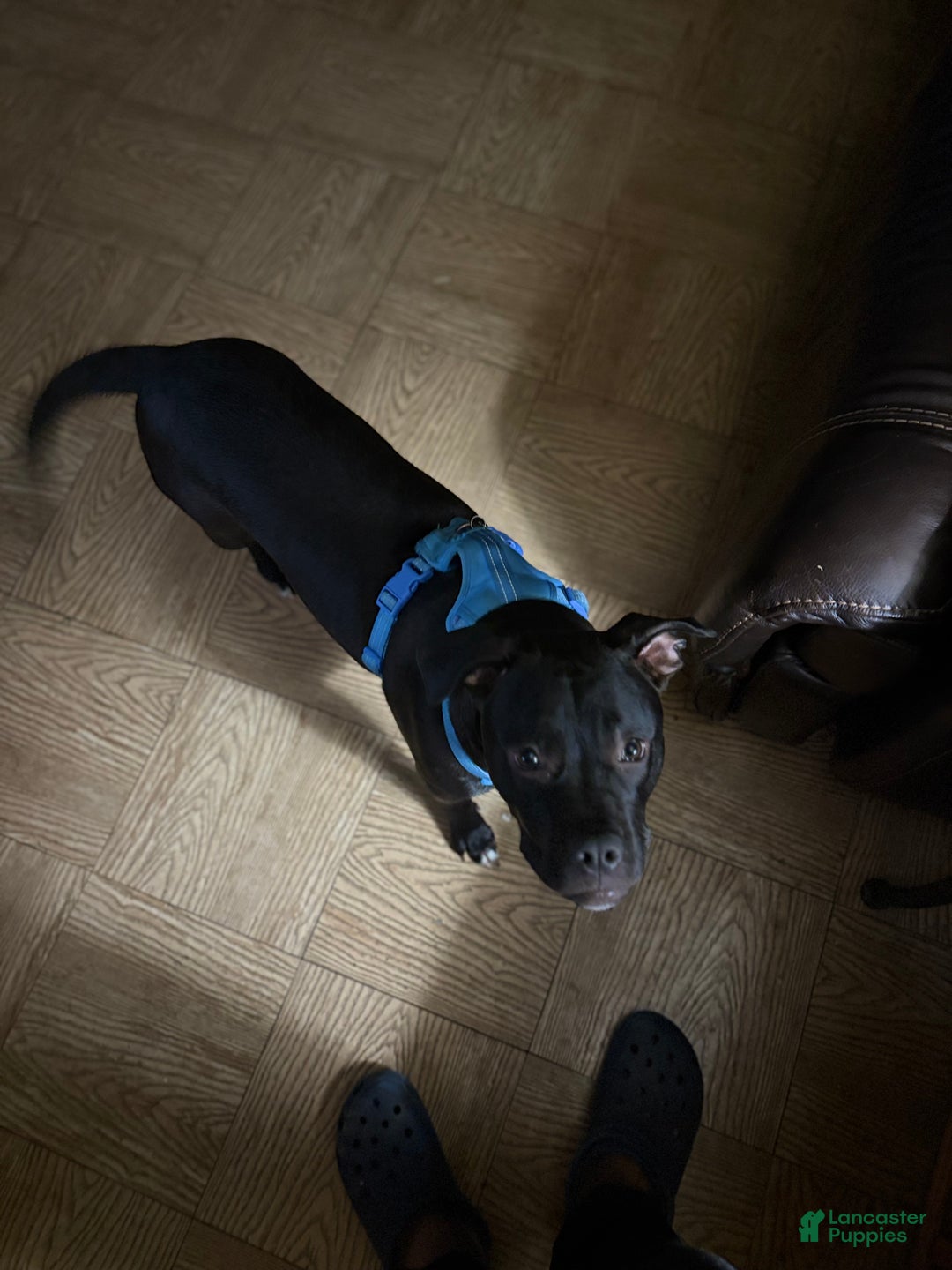 Mixed Breed dogs for sale: Mixed Breed Puppy 9 - Ad 2